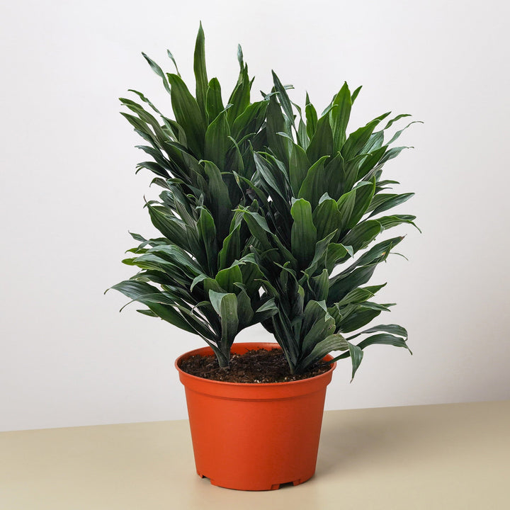 Dracaena &