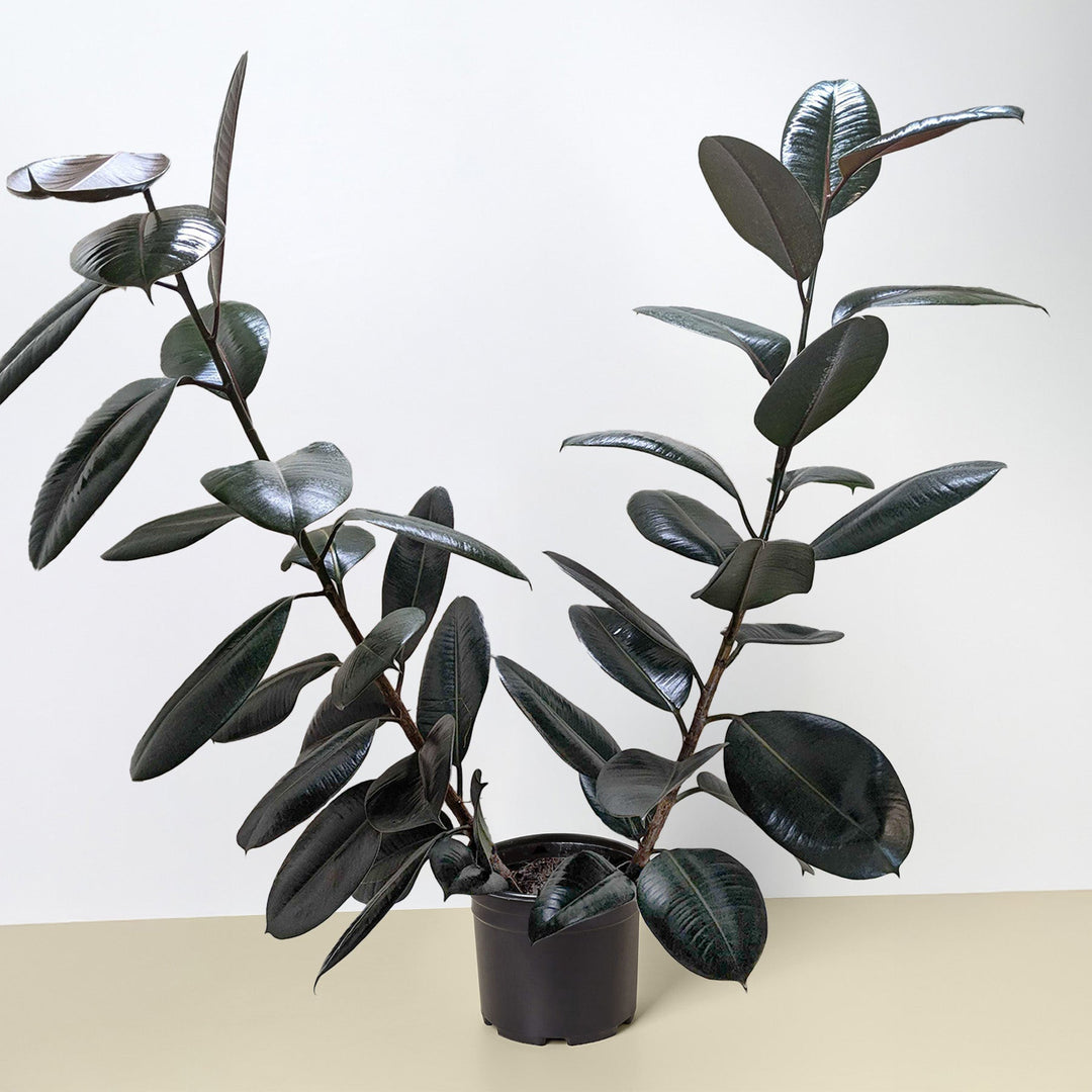 Ficus Elastica &