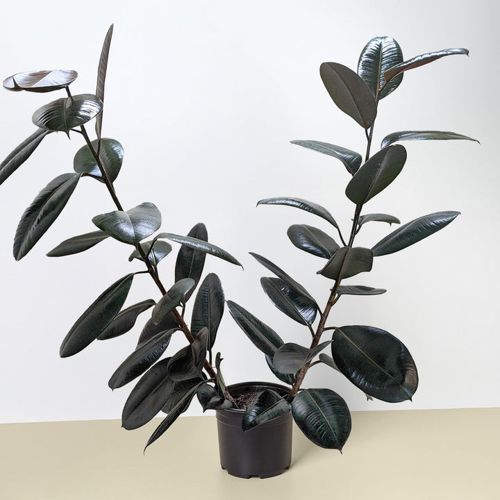 Ficus Elastica &