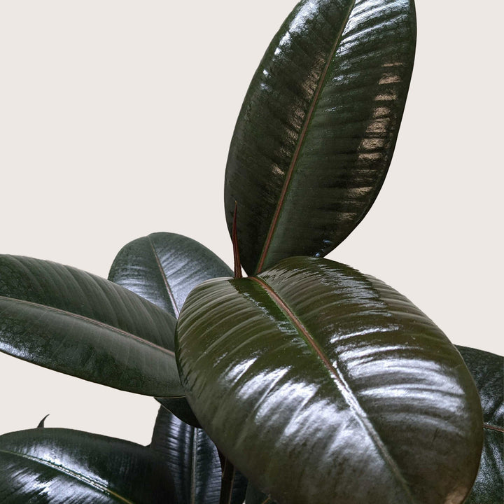 Ficus Elastica &