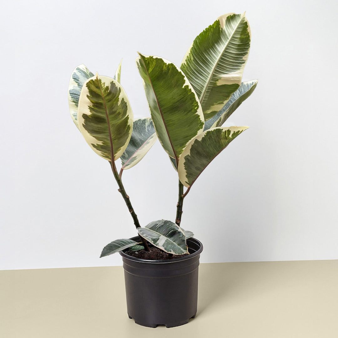 Ficus Elastica &