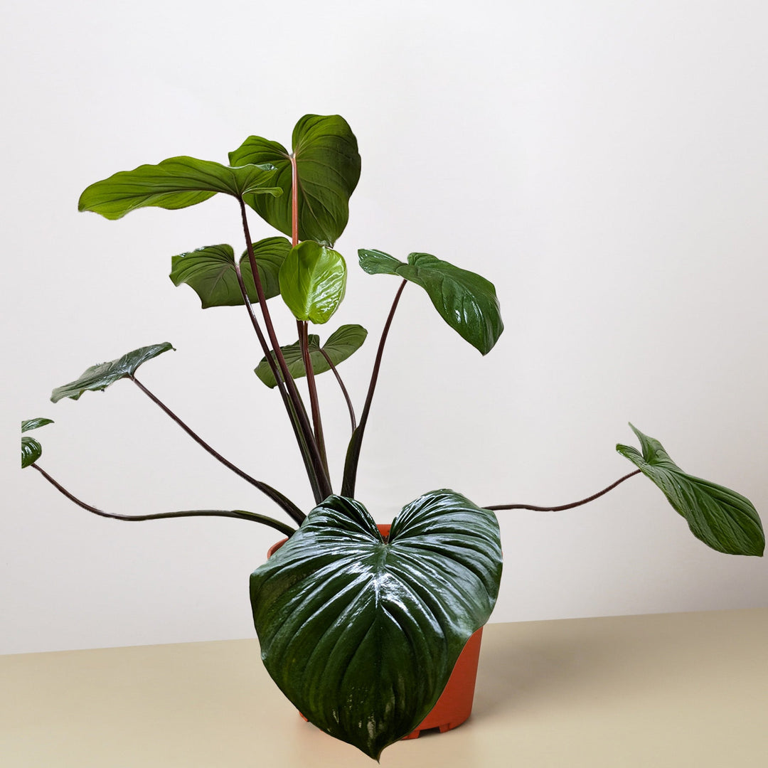 Homalomena &