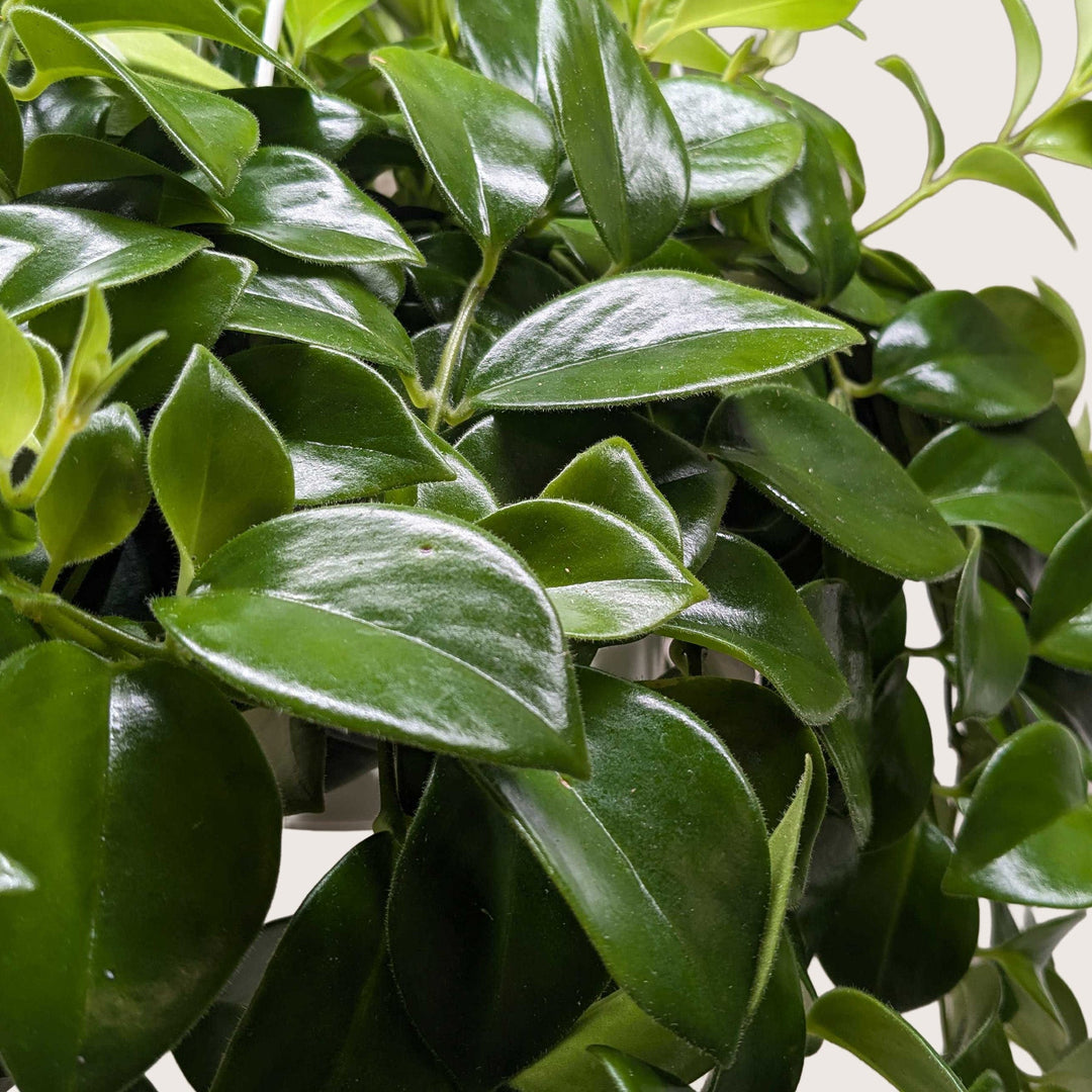 Lipstick Plant