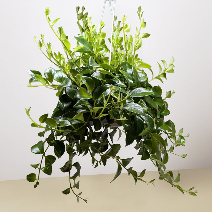 Lipstick Plant