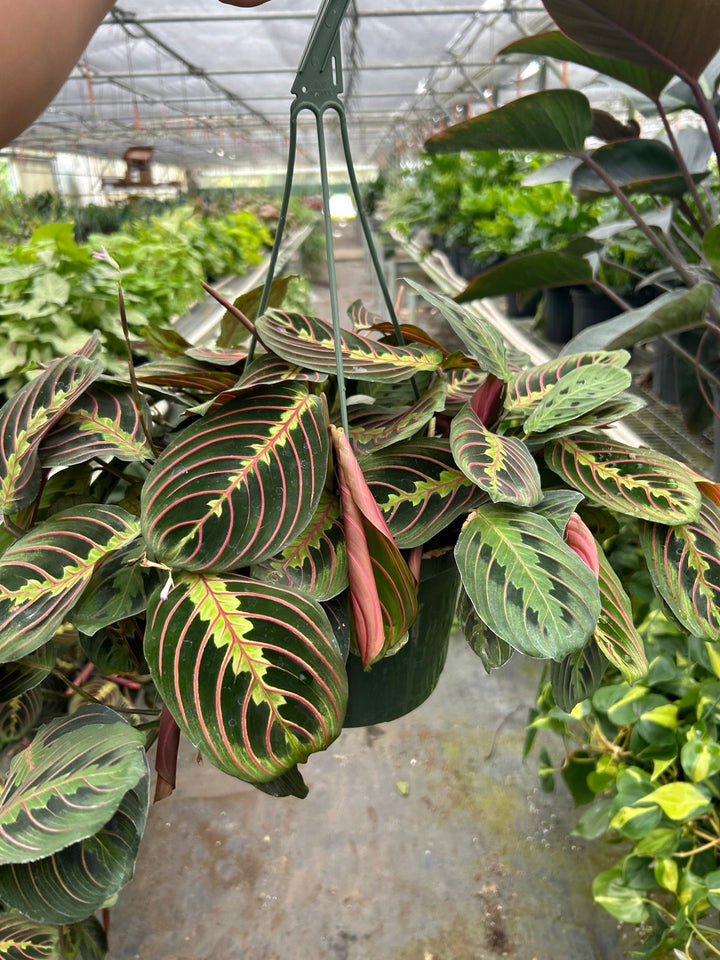Maranta &