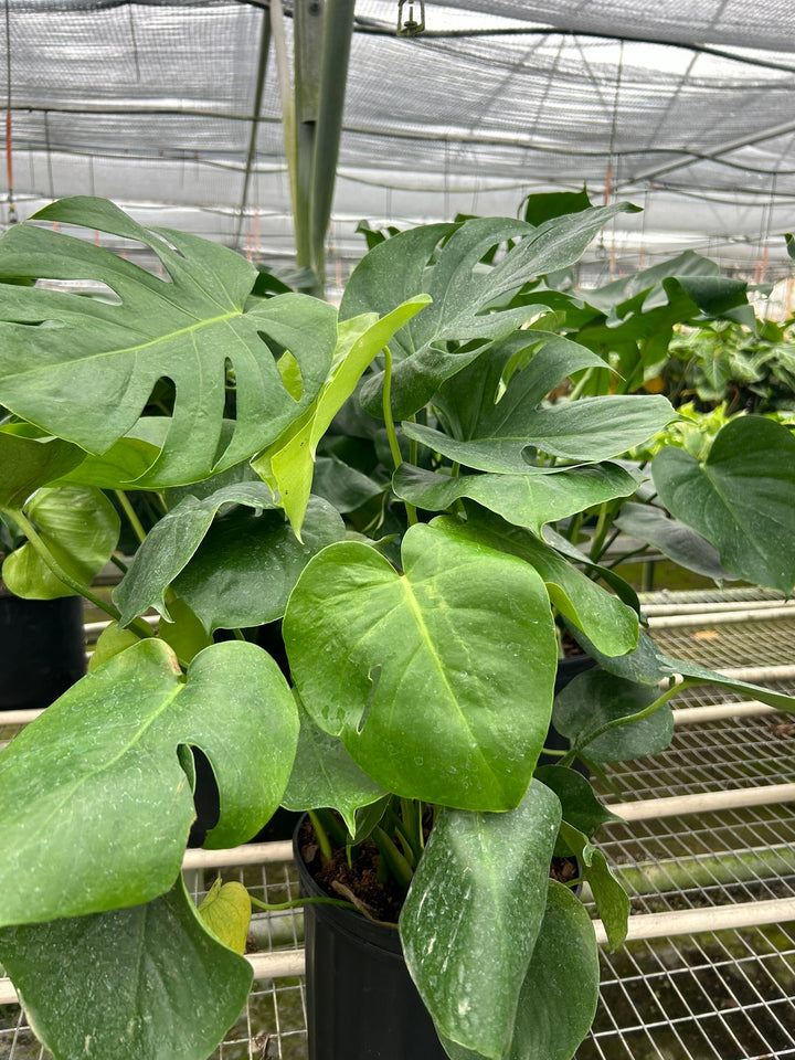 Monstera &