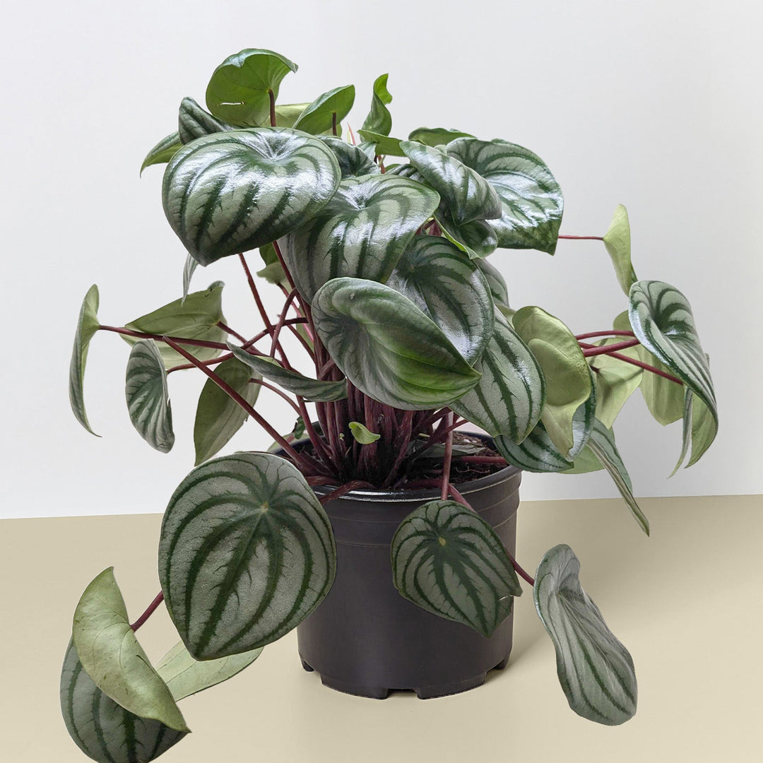 Peperomia &