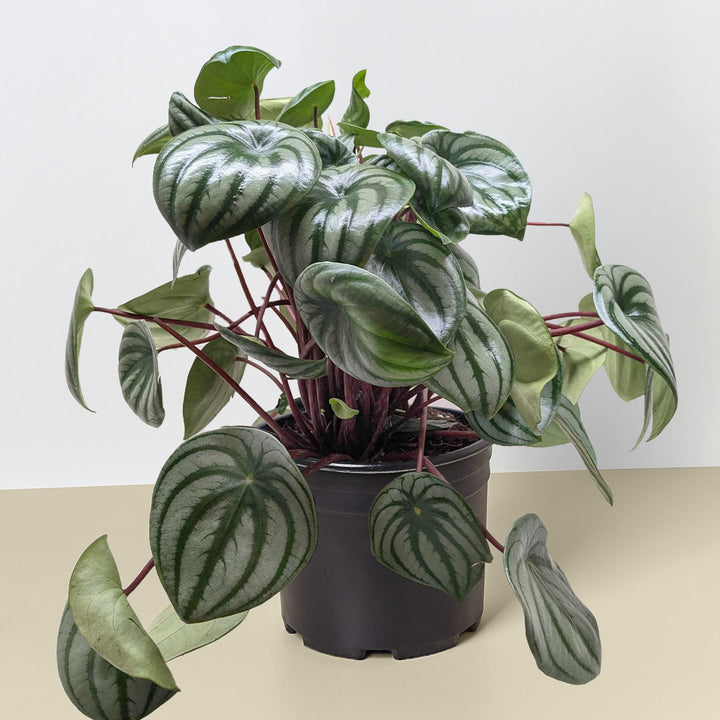 Peperomia &