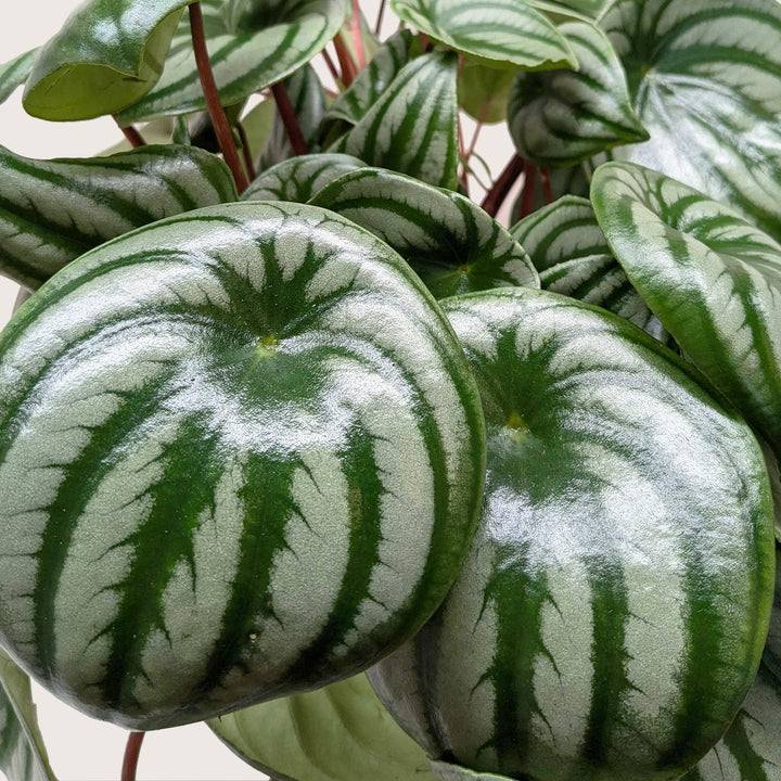 Peperomia &