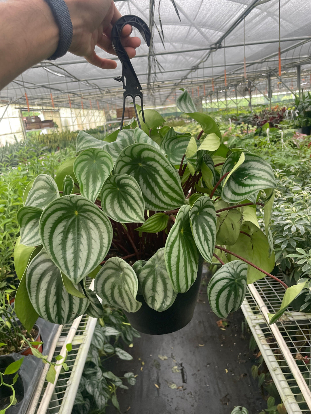 Peperomia &