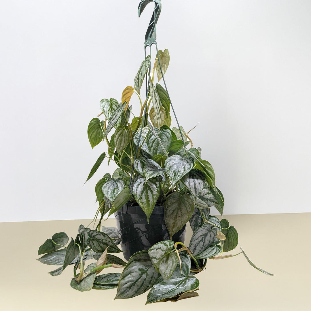 Philodendron &