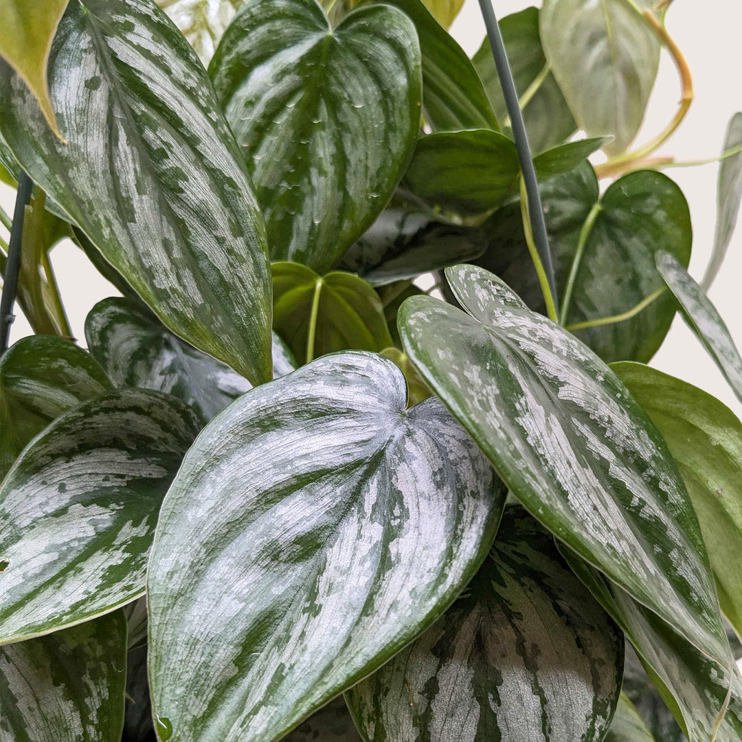 Philodendron &