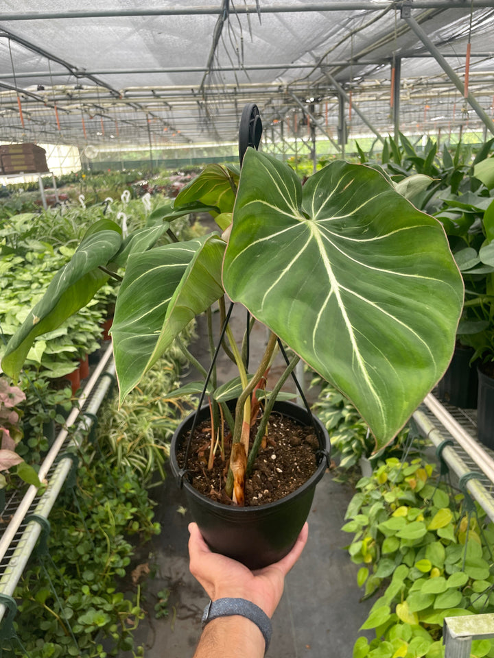 Philodendron &