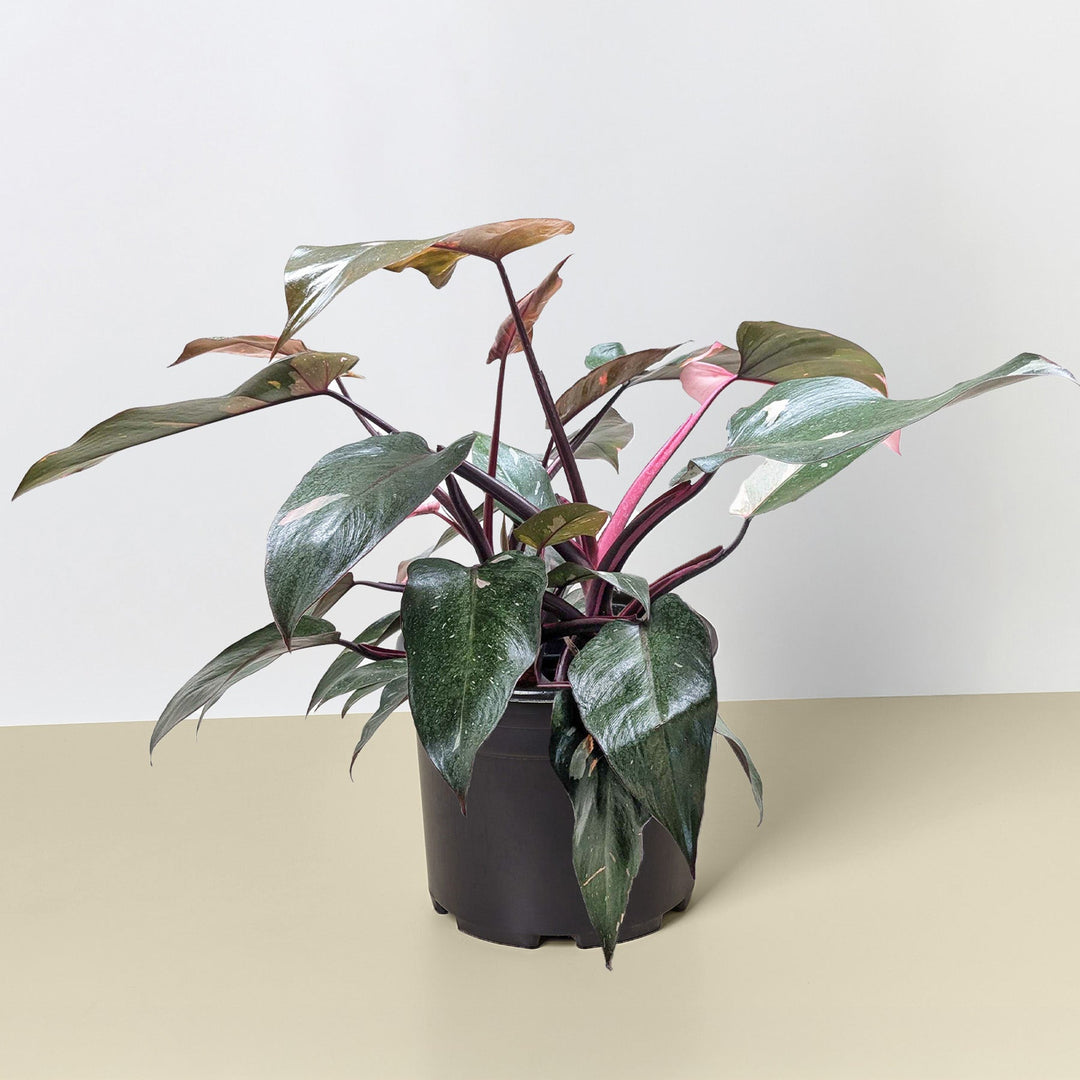 Philodendron &
