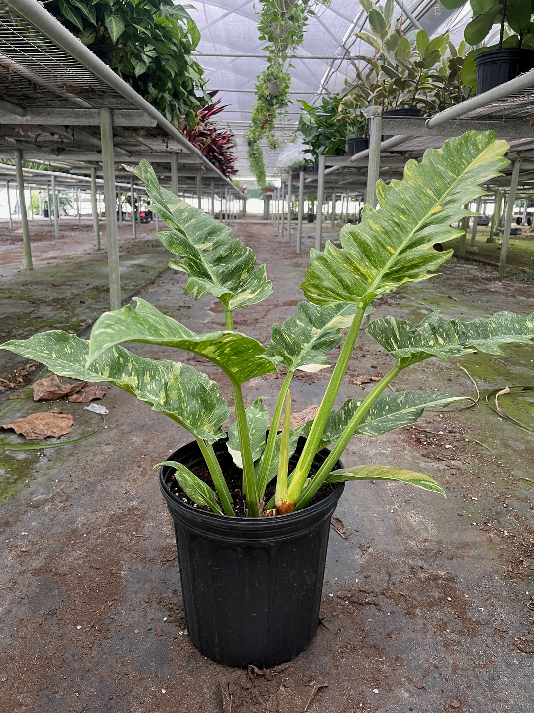 Philodendron &