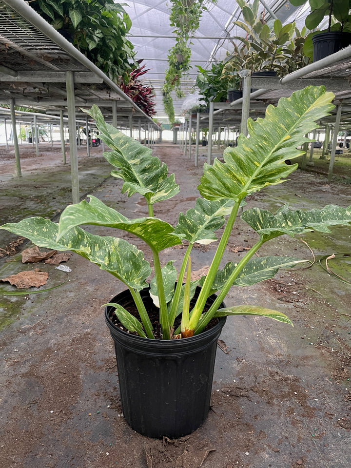 Philodendron &