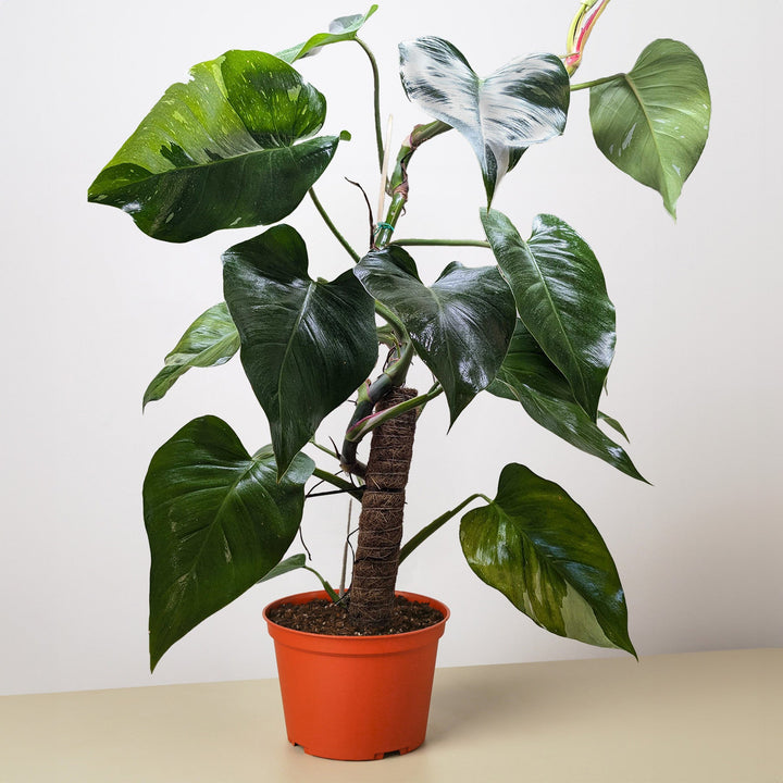 Philodendron &