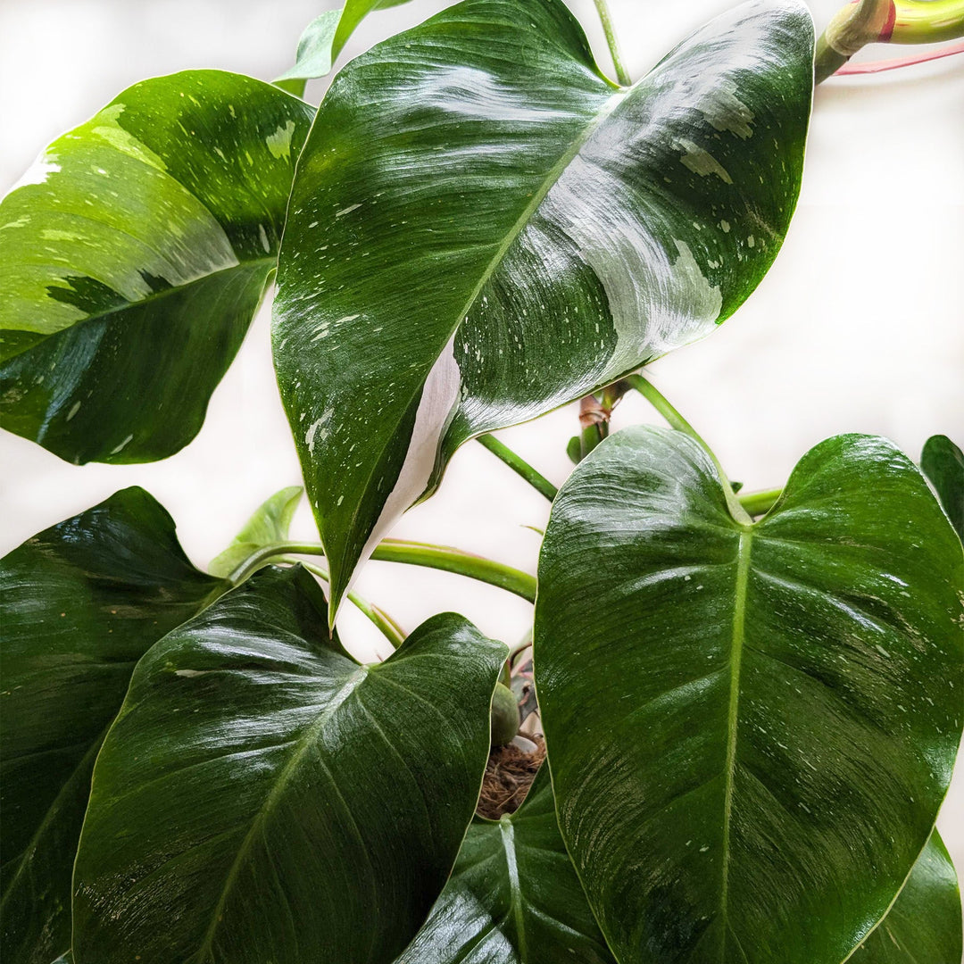 Philodendron &