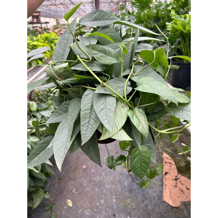 Pothos &