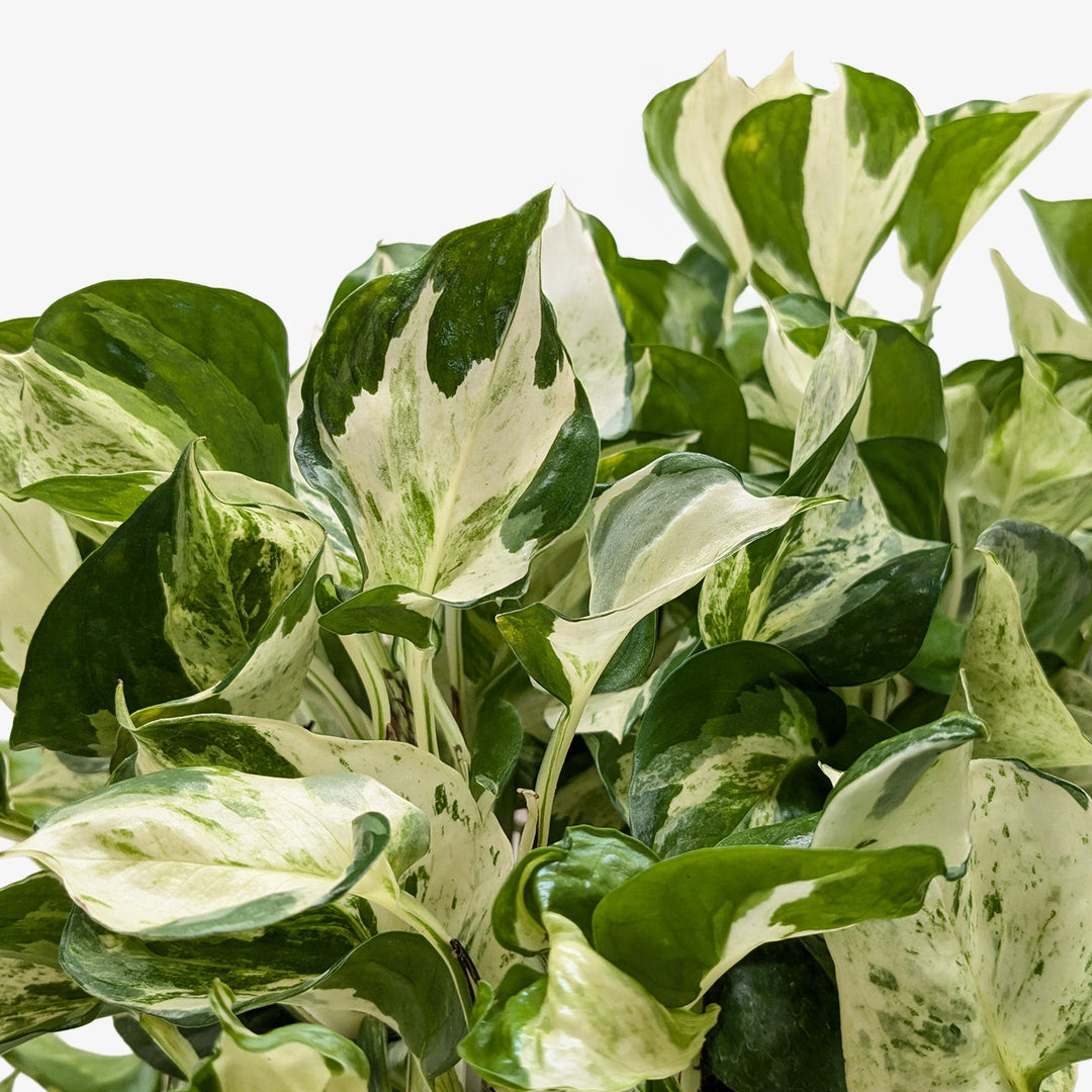 Pothos &