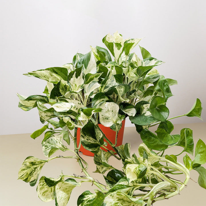 Pothos &