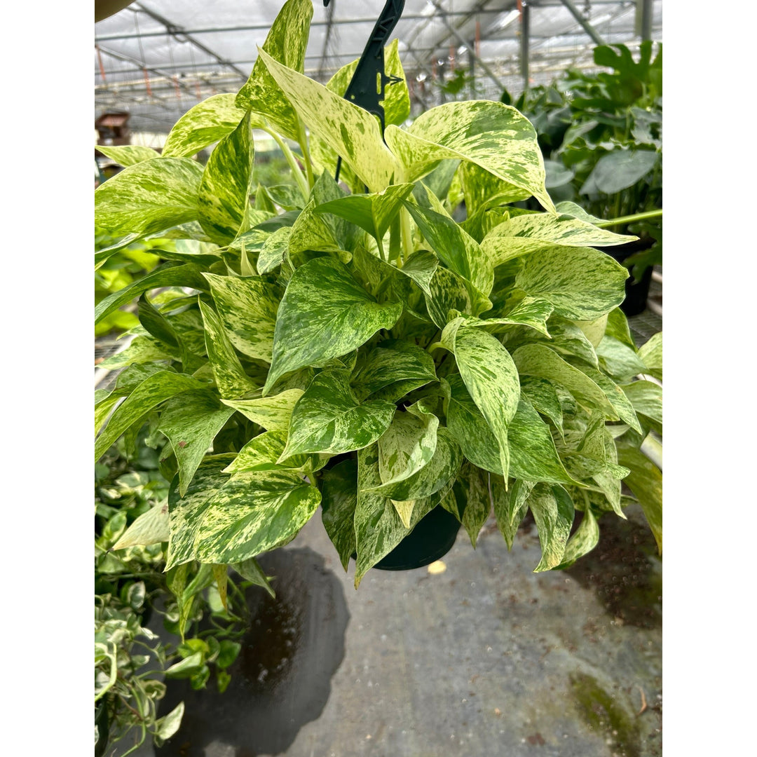 Pothos &