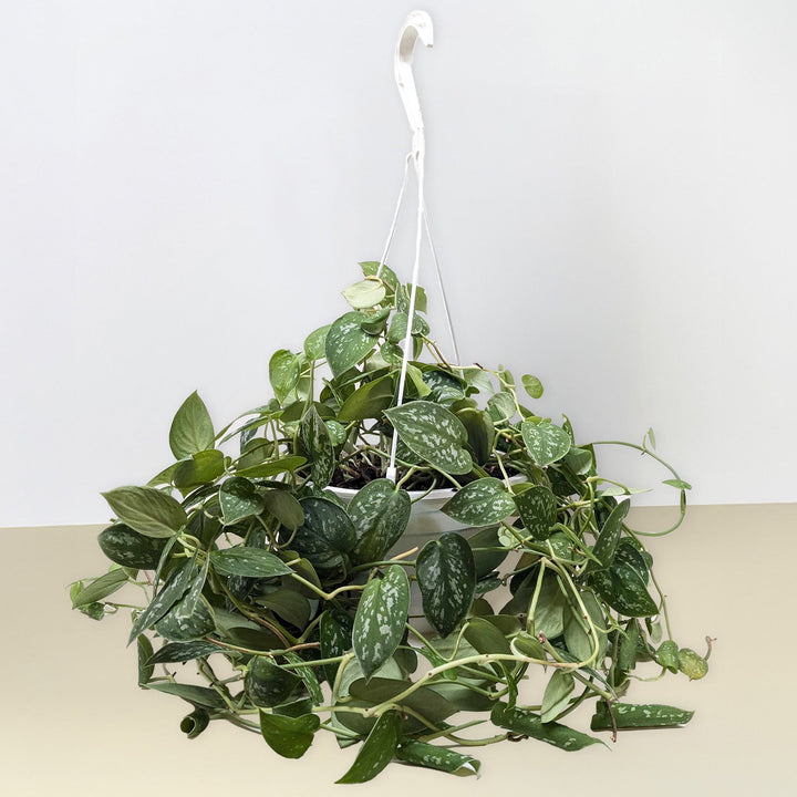 Pothos &