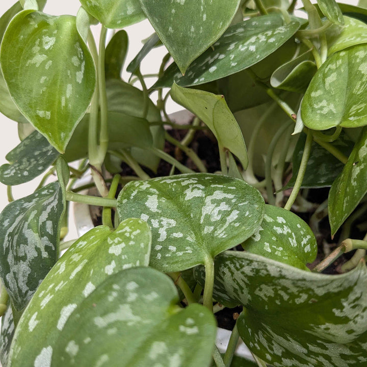 Pothos &