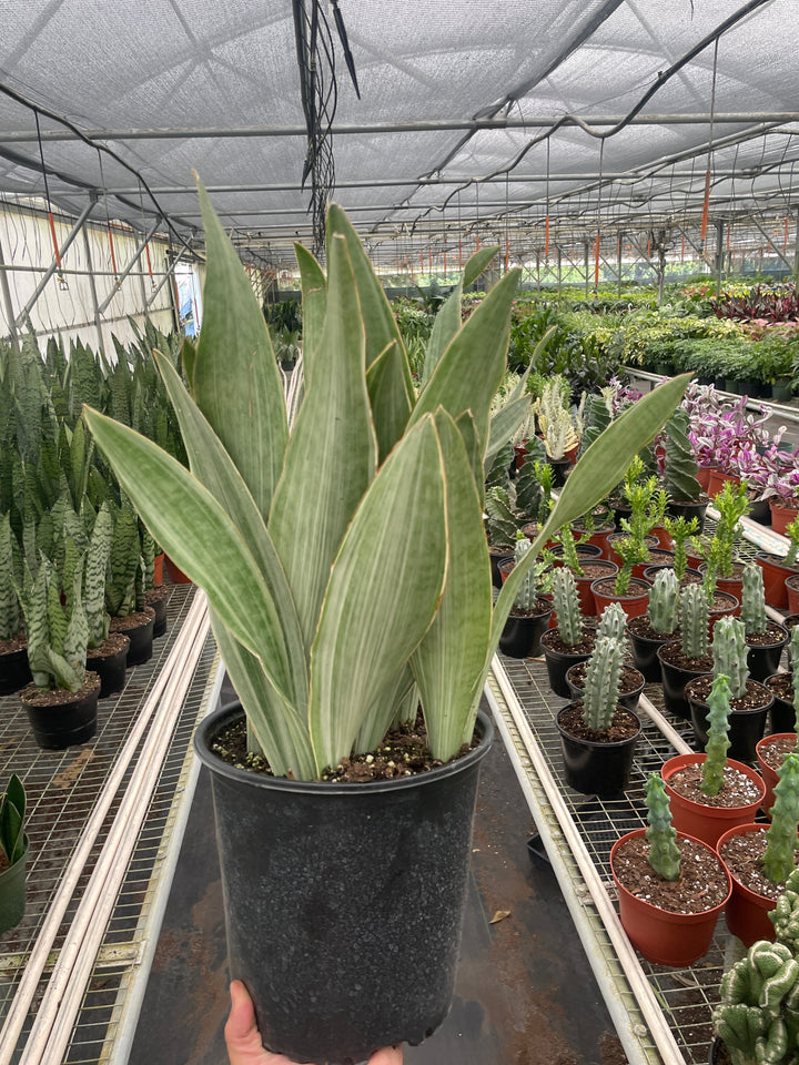 Snake Plant &