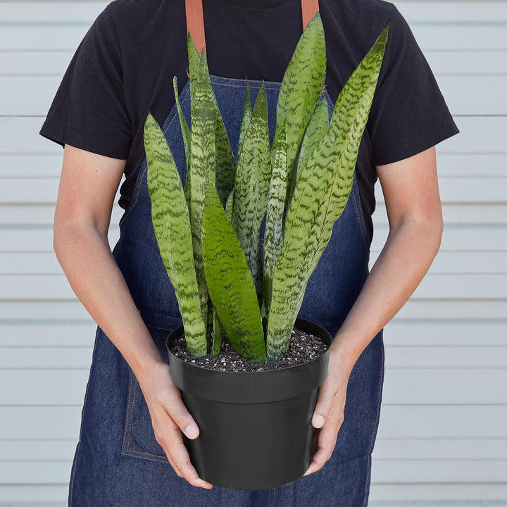 Snake Plant &