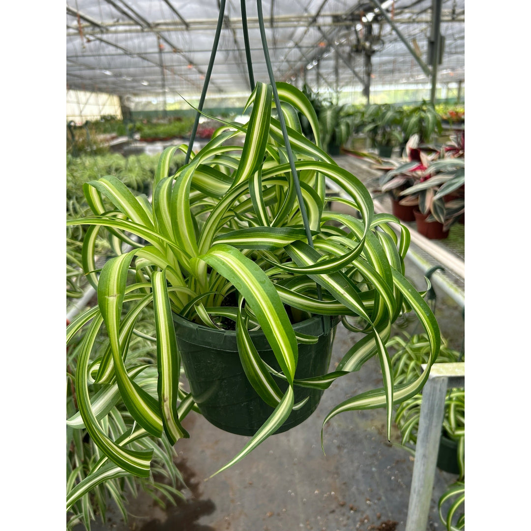 Spider Plant &