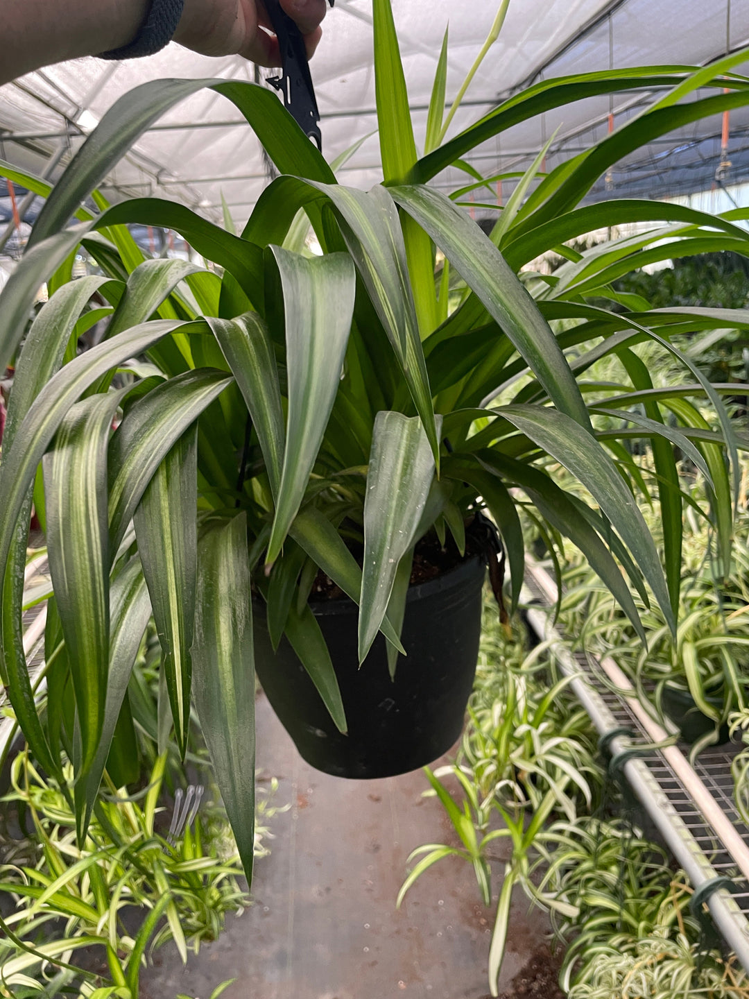 Spider Plant &