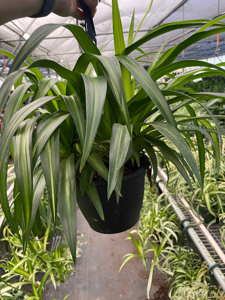 Spider Plant &