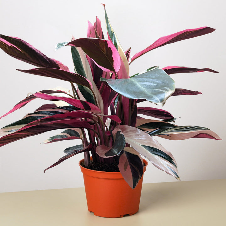 Stromanthe &