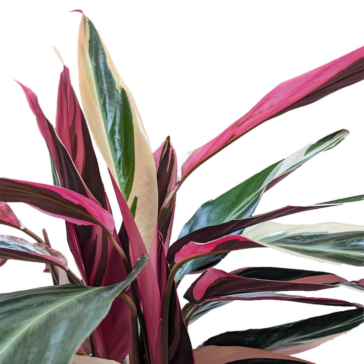 Stromanthe &
