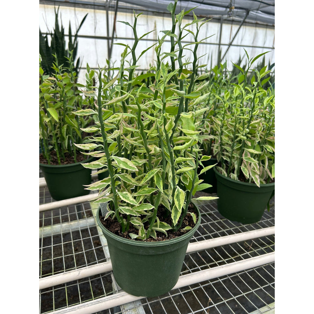 Variegated Devil&