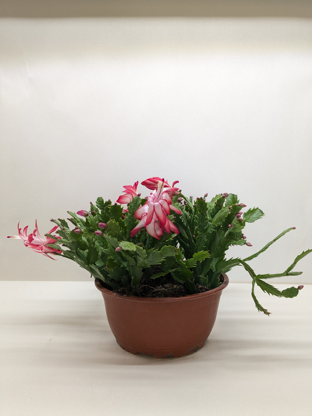 Zygocactus &