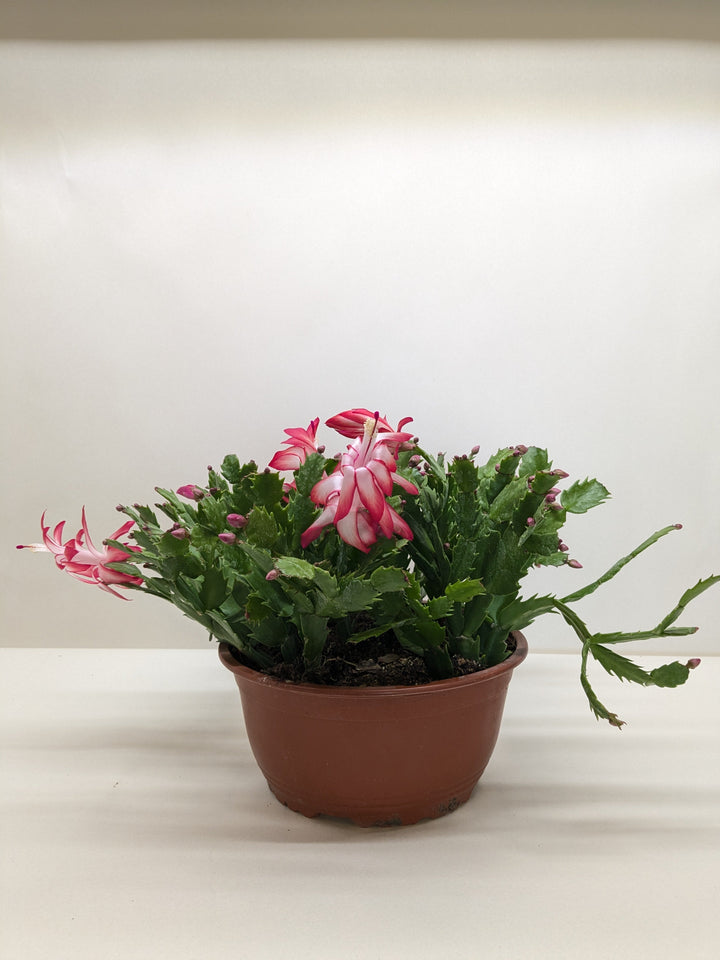 Zygocactus &