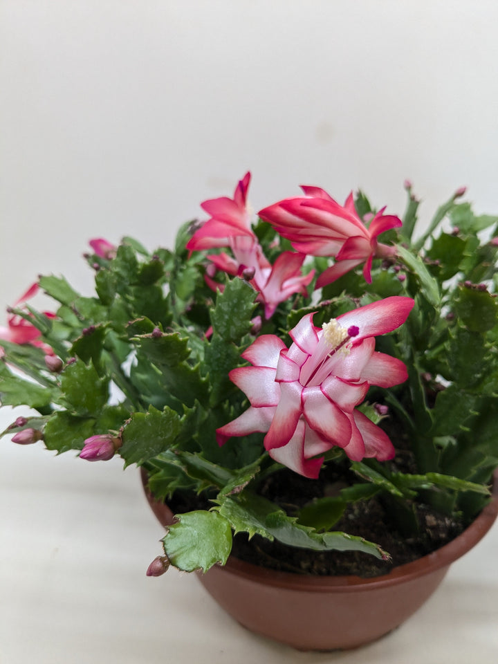 Zygocactus &
