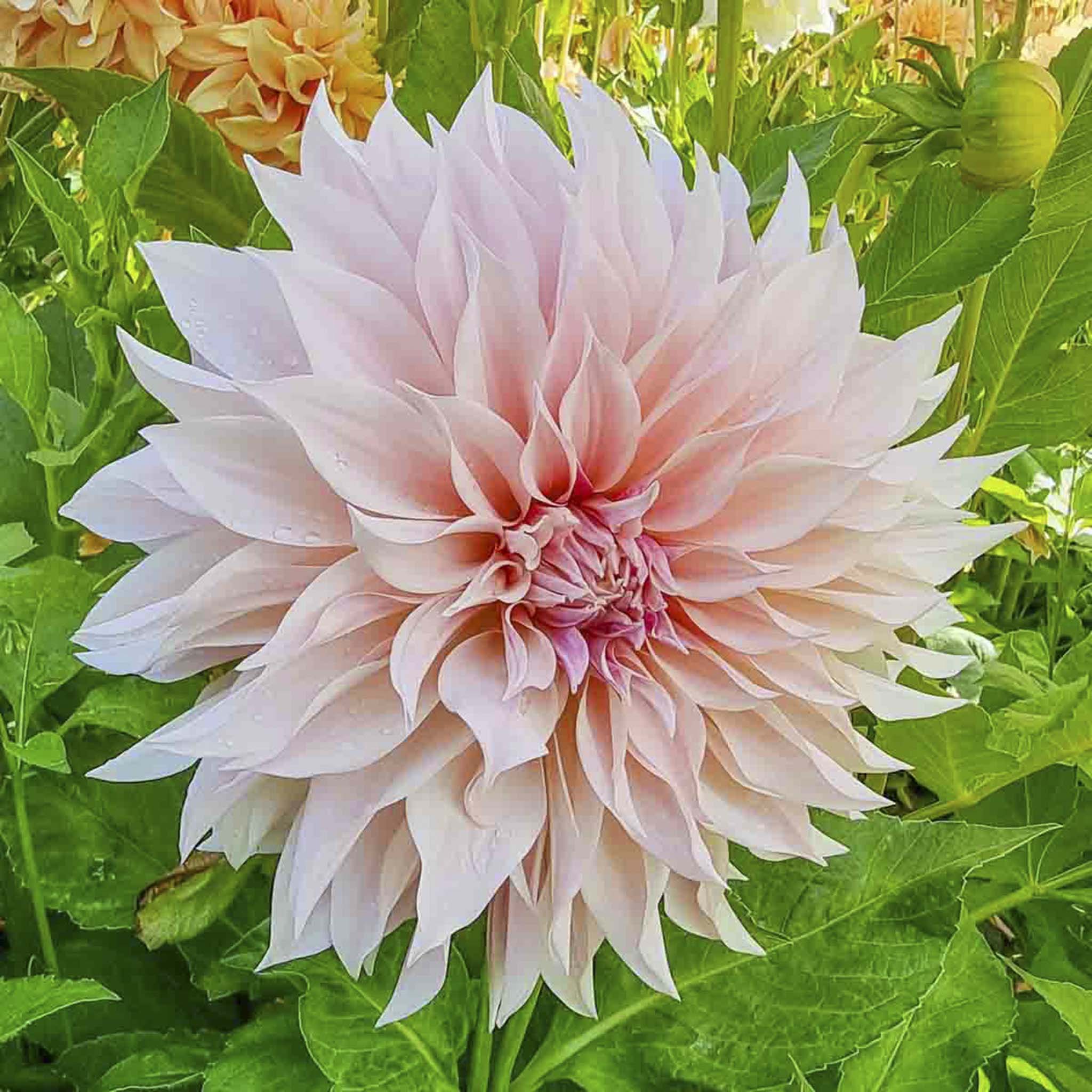 Café au Lait Dahlias