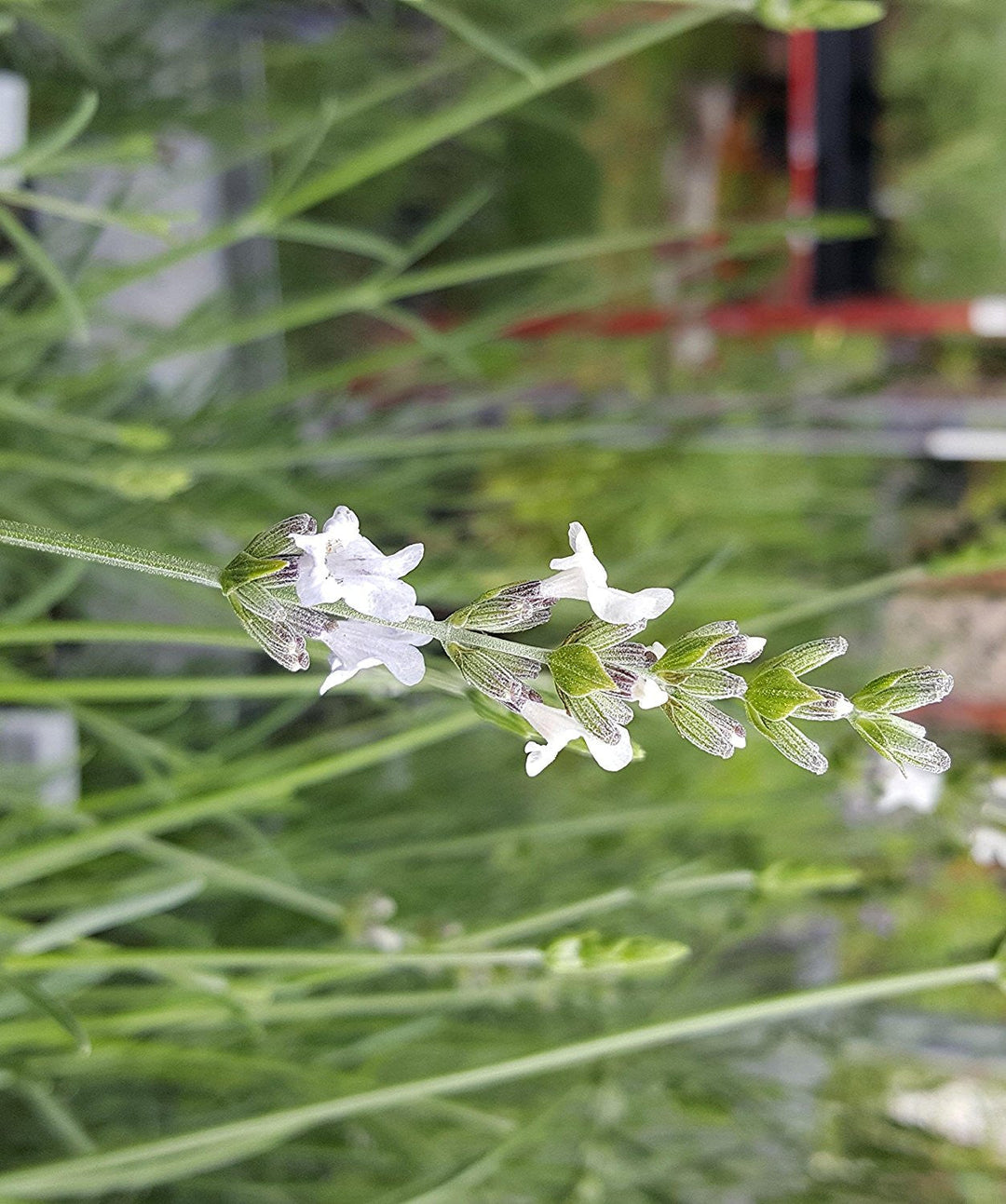 Live Alba Lavender Plant (Lavandula angustifolia)