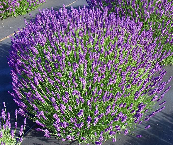 Live Hidcote Lavender Plant (Lavandula angustifolia)