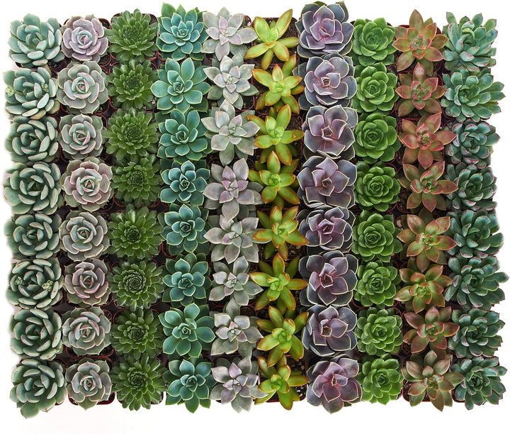 Rosette Succulent Collection