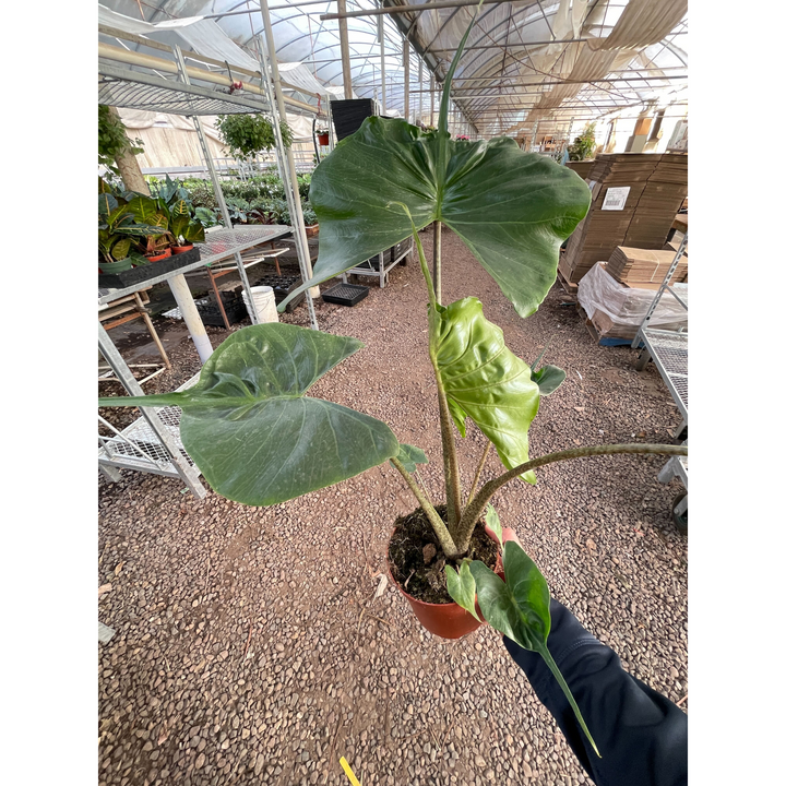 Alocasia macrorrhizos &