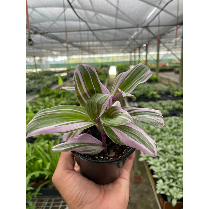 Tradescantia &