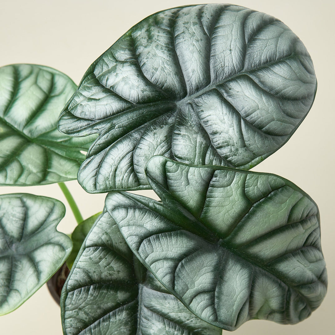 Alocasia &