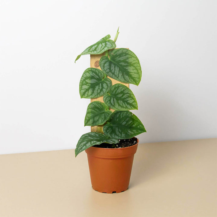 Monstera &