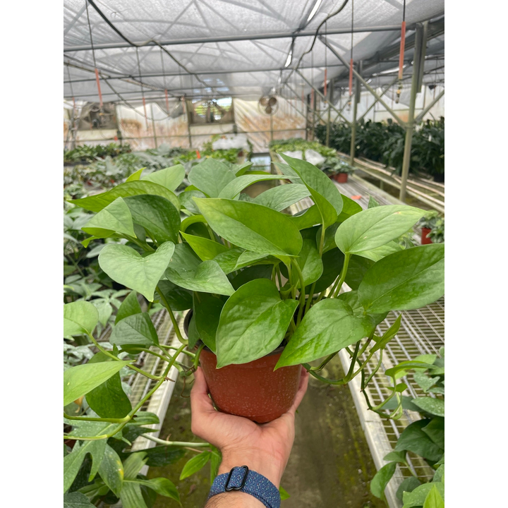 Pothos &