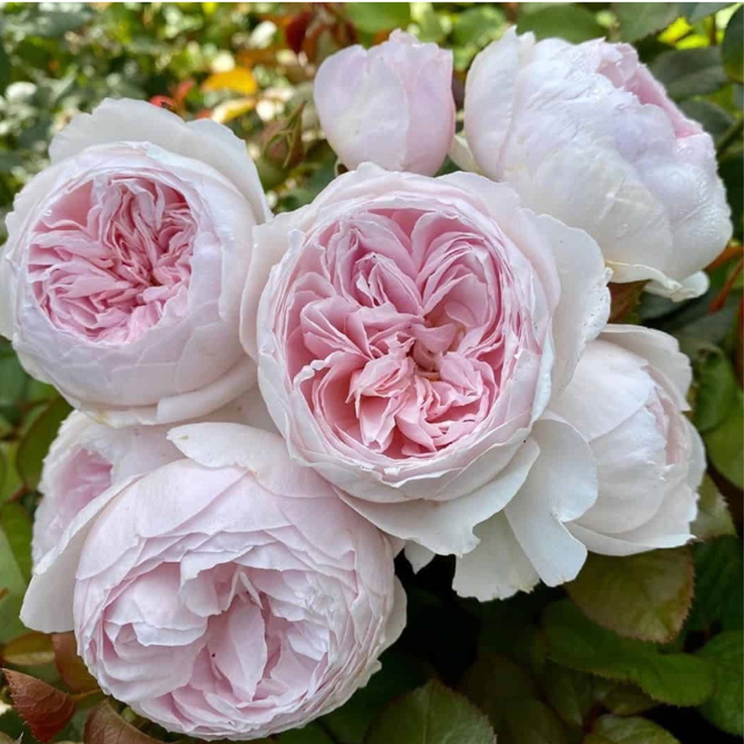 Earth Angel Parfuma Rose Plant 1.5 Gallon Pot