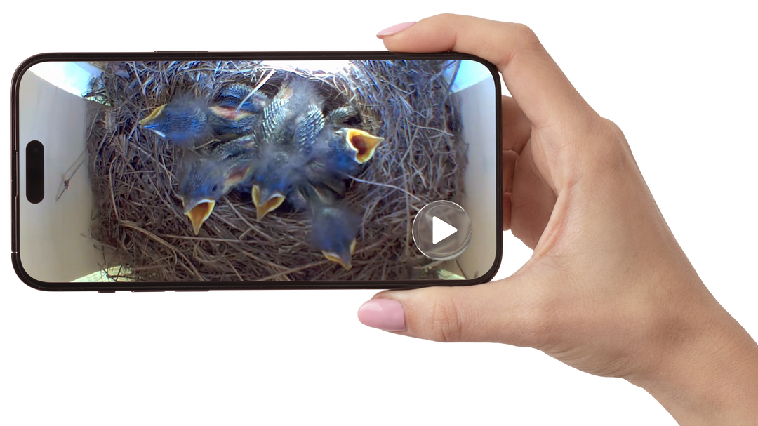 The Peep Show® Video Birdhouse